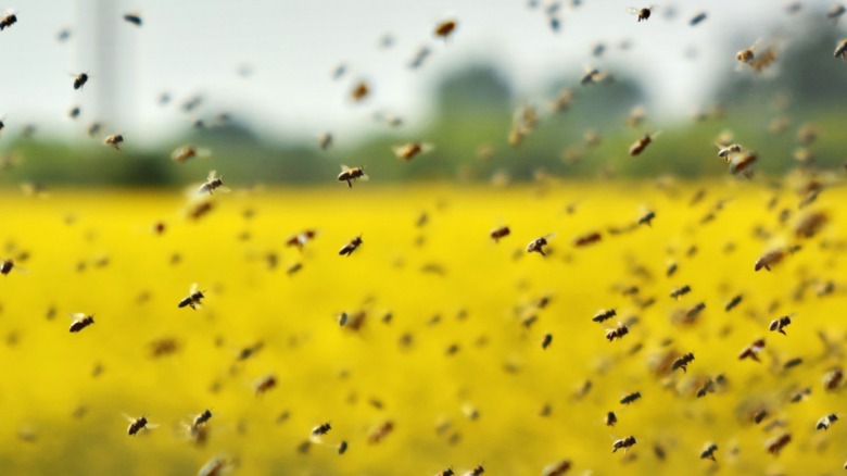 bees flying blurry yellow field