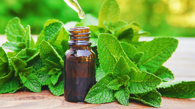 close up of peppermint oil