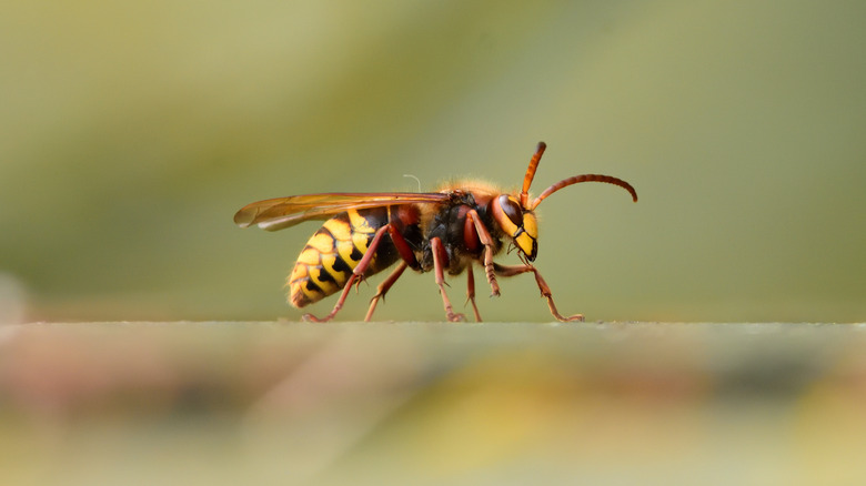 close up of hornet