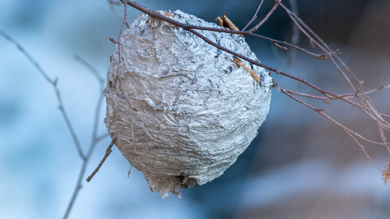 Hornet nest in tree