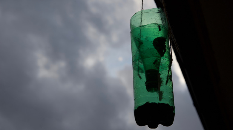 plastic bottle hornet trap