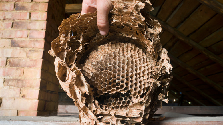 brown hornet nest indoors