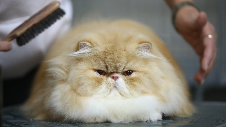 Fluffy cat getting brushed