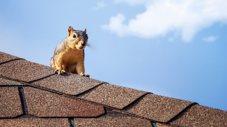 squirrel on roof top