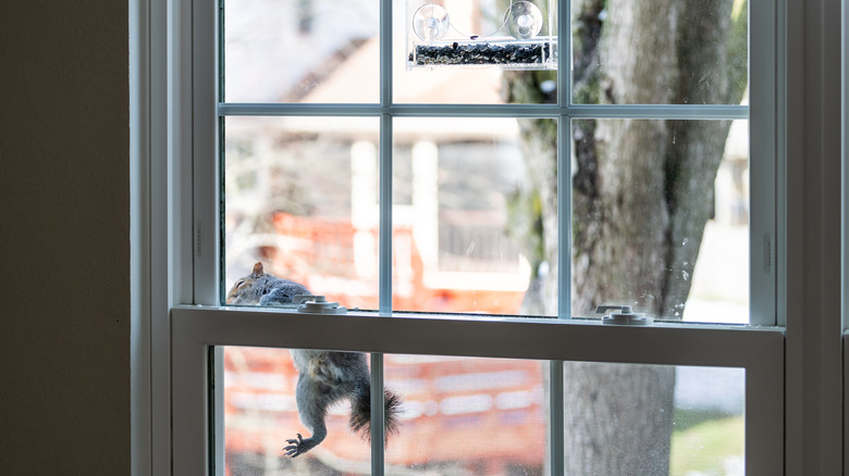 squirrel climbing window
