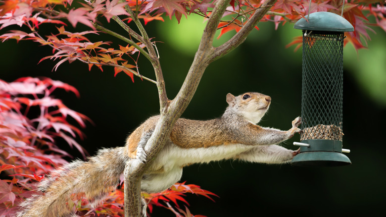 squirrel eating from bird feeder