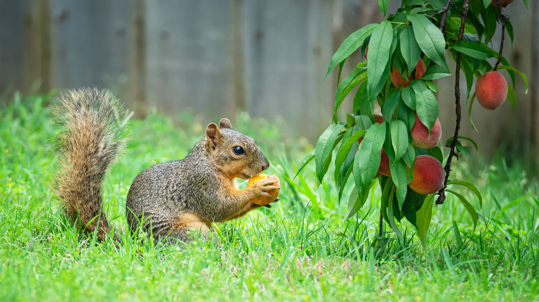 squirrel eating a peach