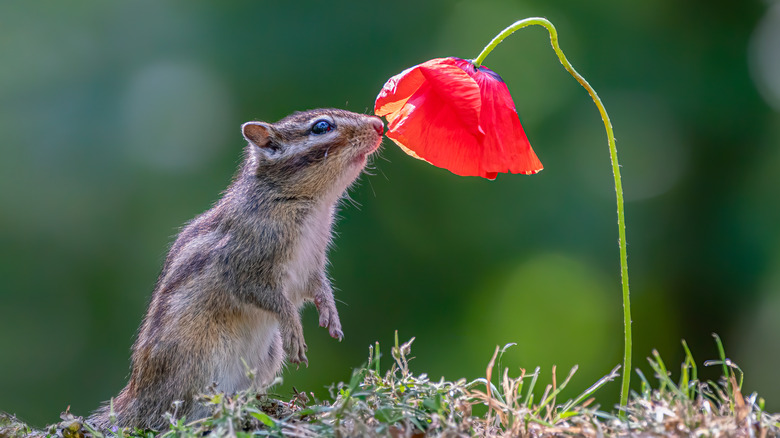 ground squirrel sniffing flower