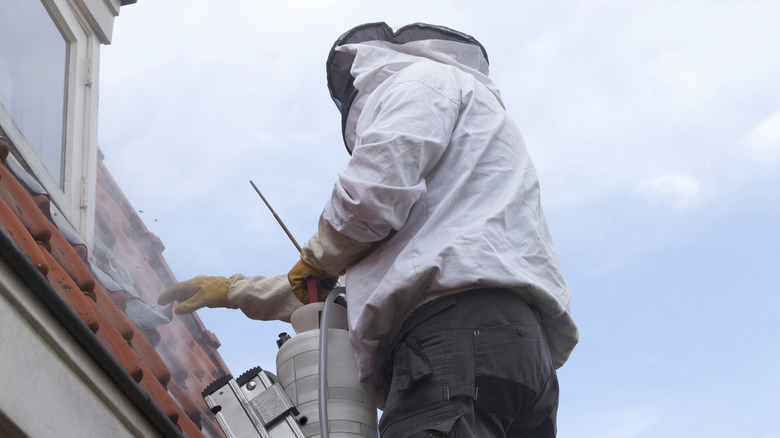 Exterminator eliminating wasp nests from roof