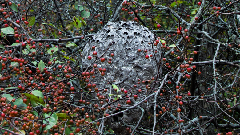 Wasp nest surrounded by berries