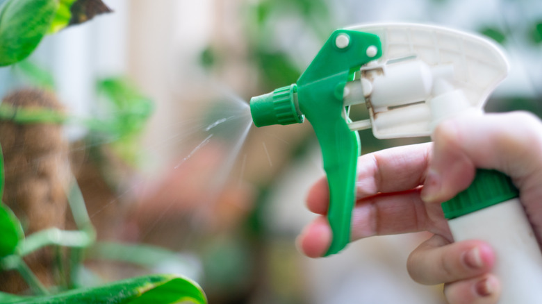 Person spraying spray bottle