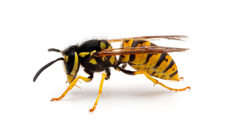 9 Ways To Get Rid Of Yellowjackets