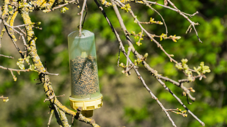 Wasp trap