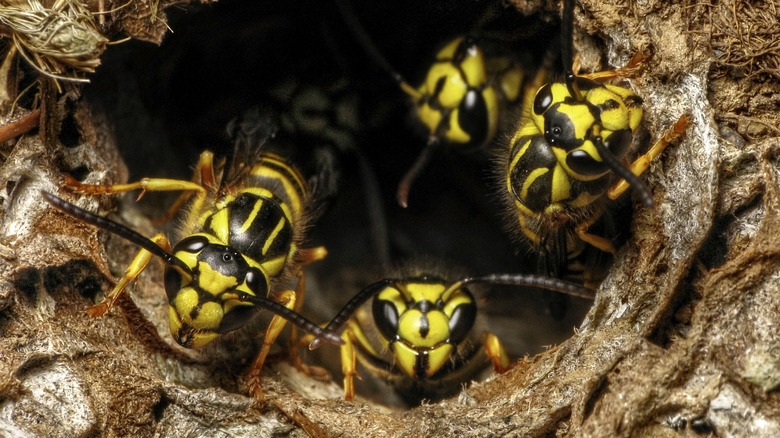 Yellowjacket nest