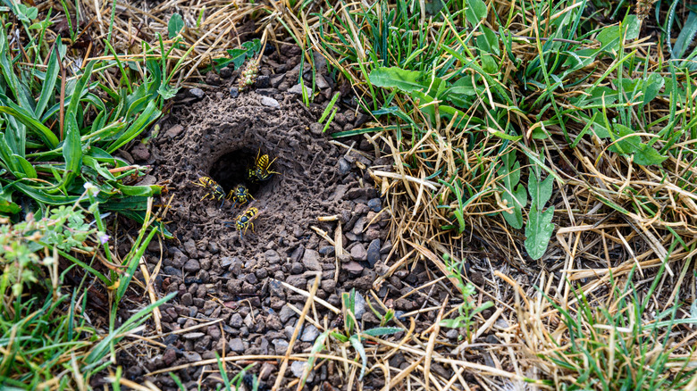 yellow jacket ground nest