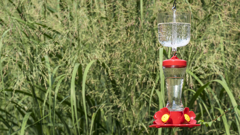 hummingbird feeder with an ant moat