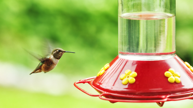hummingbird seeking nectar from a feeder