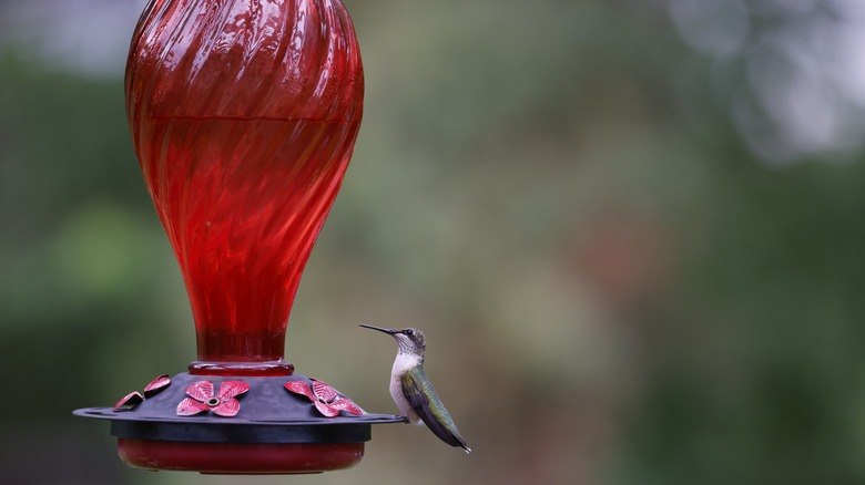 hummingbird visiting a glass feeder