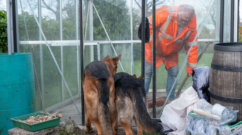 Man cleaning out a greenhouse for his dogs to play inside