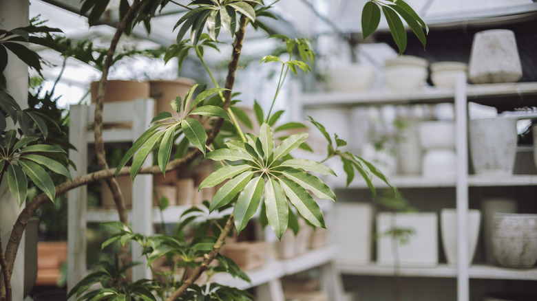 Greenhouse with storage shelves