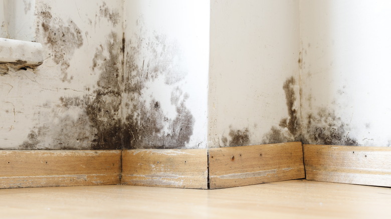 Mold on the walls near baseboards