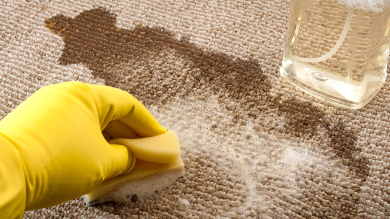 A gloved hand cleaning a stain on the carpet