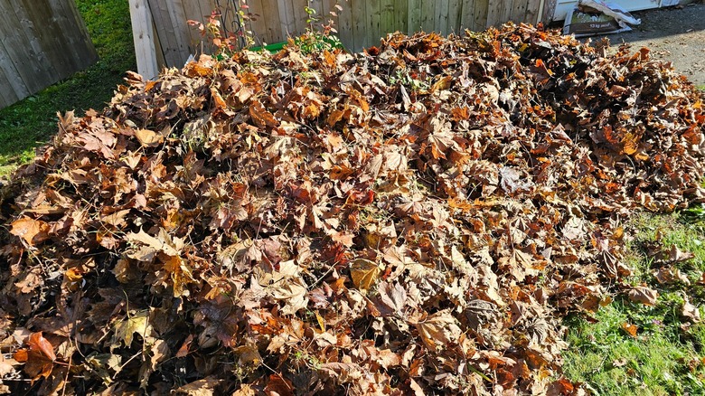 large pile of raked leaves in a garden