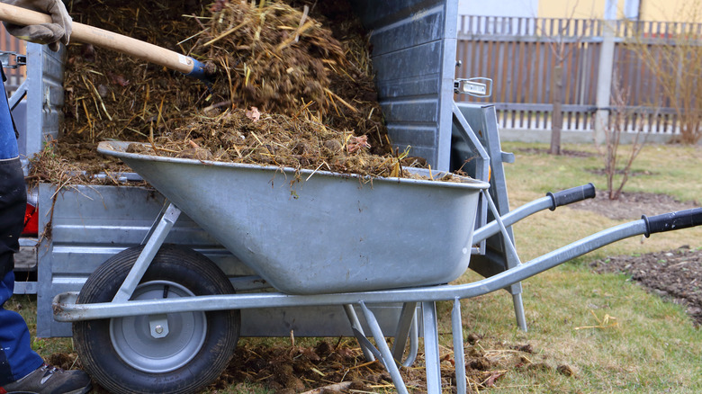 filling a wheelbarrow with straw and manure mixture