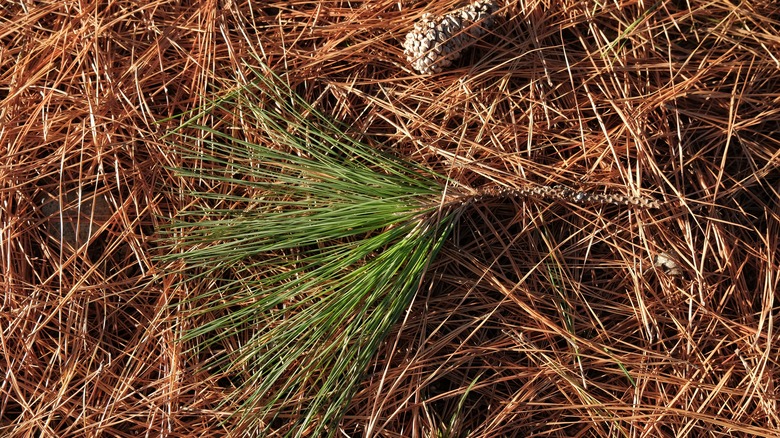 close up of pine needles