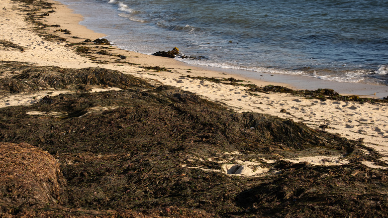 seaweed piled up on a beach