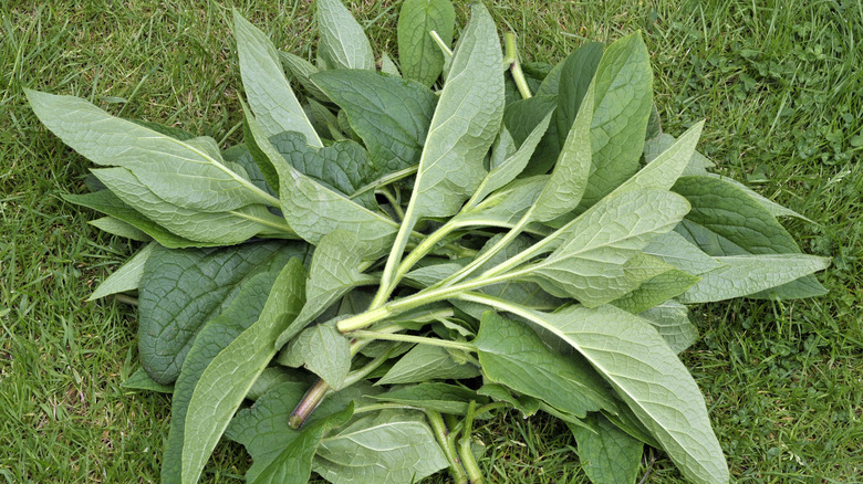 pile of comfrey leaves