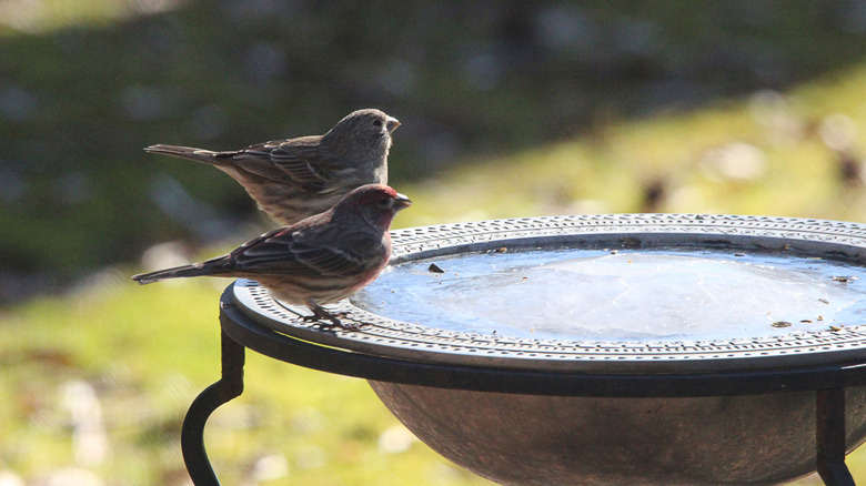 Birds sitting at the edge of a frozen bird bath