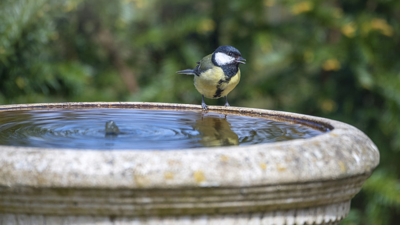 Bird sitting at the edge of a bird bath filled with water