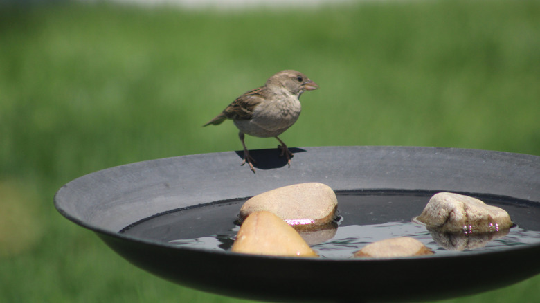 Sparrow perched on a black bird bath