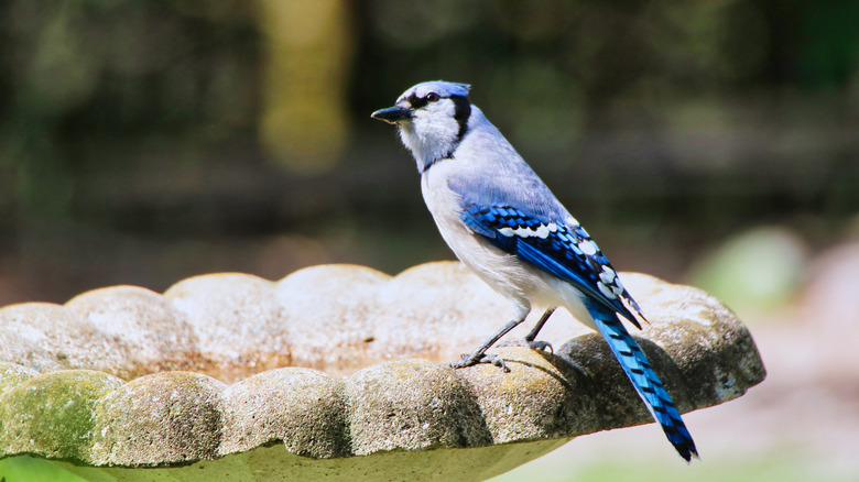 Blue Jay perched on a bird bath in a sunny location