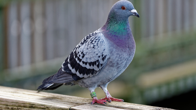 Pigeon perched on a fence