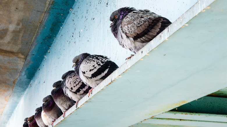 Pigeons perched on a ledge