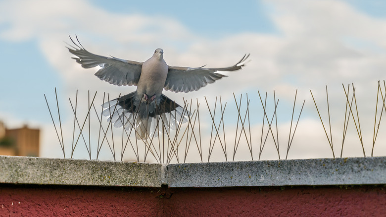 Bird flying above bird sikes