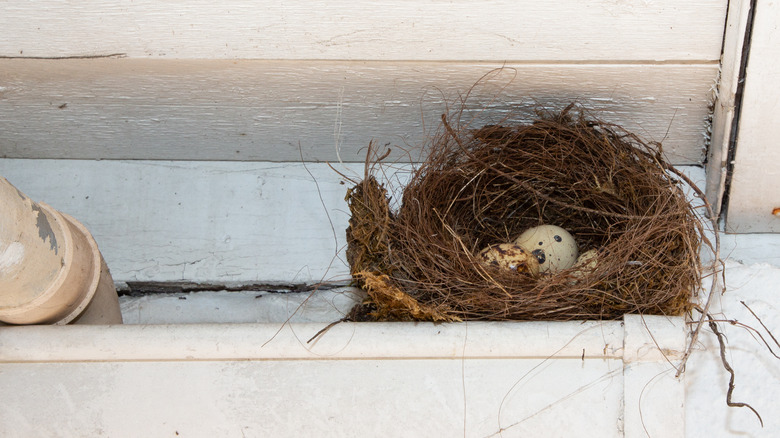 Bird nest in eaves