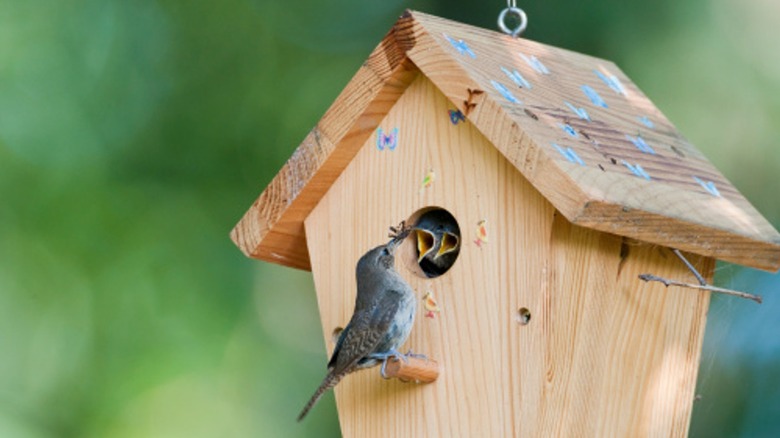 Bird on nesting box