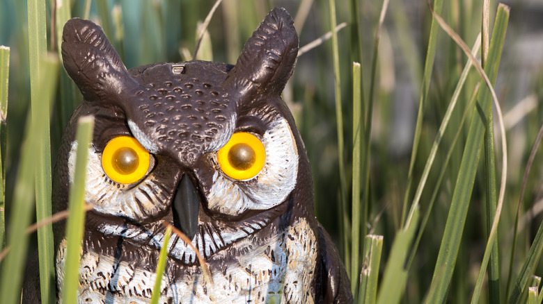 Owl decoy in yard