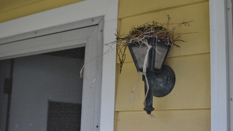 Bird nest on porch light