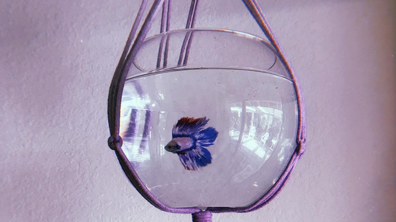 macrame hanging fish bowl