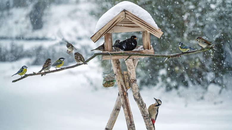 Birds around a birdfeeder house amid snowfall in winter