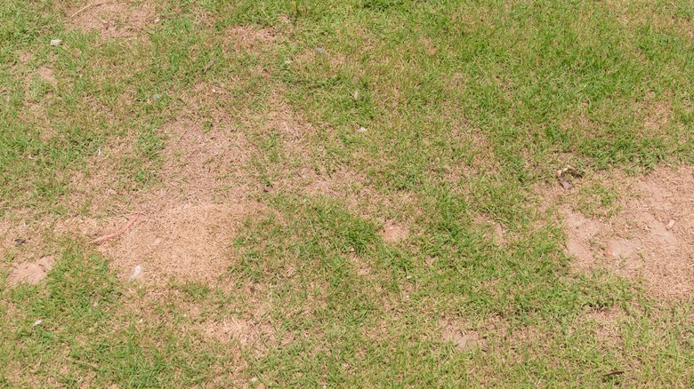 Brown patch disease on a lawn.