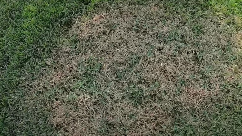 Large patch disease on a lawn.