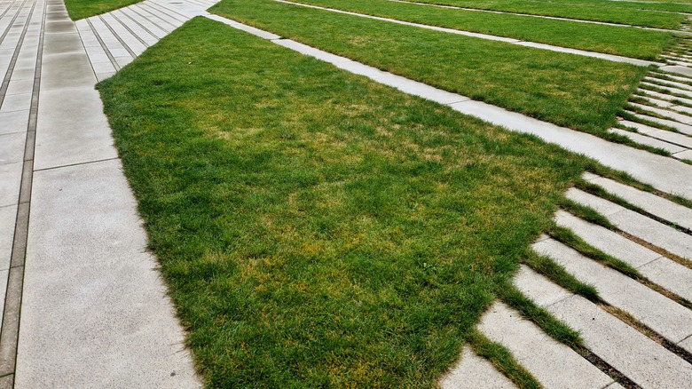 Rust disease on a lawn.