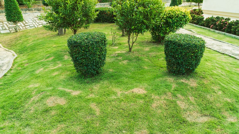 Yard with diseased patches of grass.