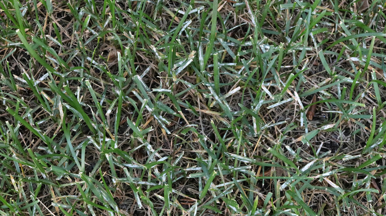 powdery mildew disease on lawn