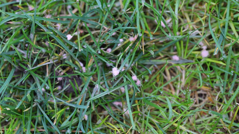 Red threat fungal disease on grass.